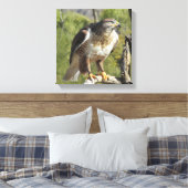Red Tailing Hawk Leinwanddruck (Insitu (Schlafzimmer))