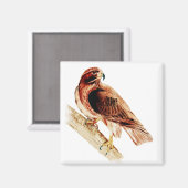 Red Tailing Hawk Magnet (Vorderseite/Rückseite)