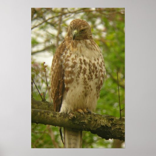 Red Tailing Hawk Poster (Vorne)