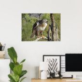 Red Tailing Hawk Poster (Heimbüro)