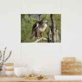 Red Tailing Hawk Poster (Küche)