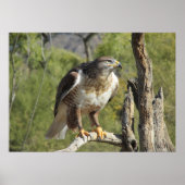 Red Tailing Hawk Poster (Vorne)