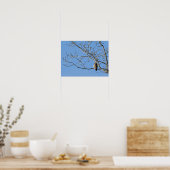 Red Tailing Hawk Poster (Küche)