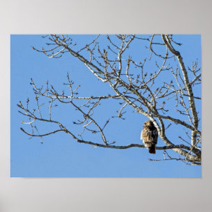 Red Tailing Hawk Poster