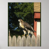 Red Tailing Hawk Poster (Vorne)