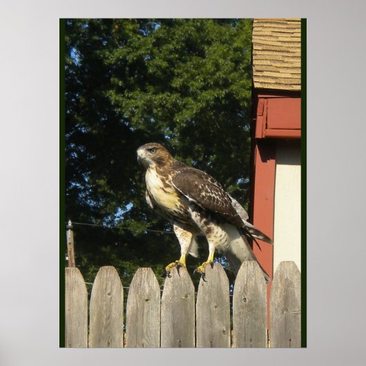 Red Tailing Hawk Poster (Vorne)