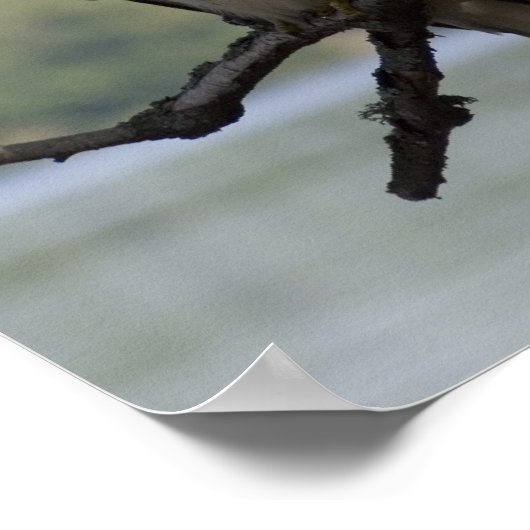 Red Tailing Hawk Poster (Ecke)