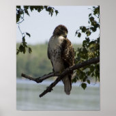 Red Tailing Hawk Poster (Vorne)