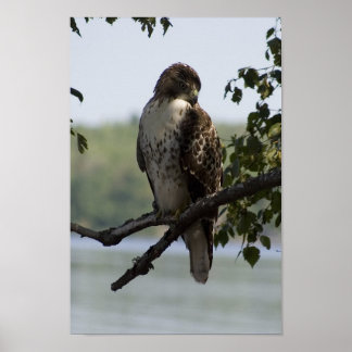 Red Tailing Hawk Poster