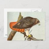 Red Tailing Hawk Postkarte (Vorne/Hinten)