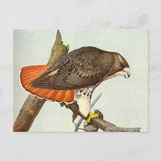 Red Tailing Hawk Postkarte (Vorderseite)