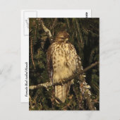 Red Tailing Hawk Postkarte (Vorne/Hinten)