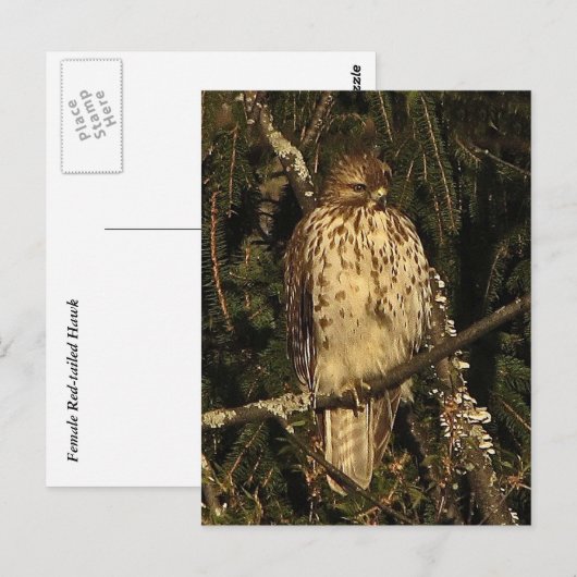 Red Tailing Hawk Postkarte (Vorne/Hinten)