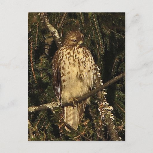Red Tailing Hawk Postkarte (Vorderseite)