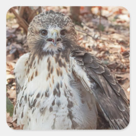 Red Tailing Hawk Quadratischer Aufkleber