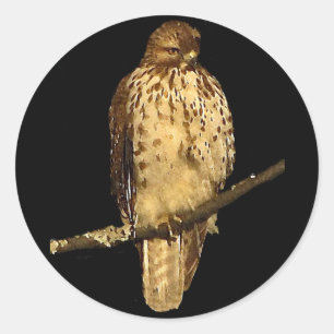 Red Tailing Hawk Runder Aufkleber