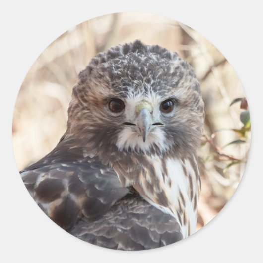 Red Tailing Hawk Runder Aufkleber (Vorderseite)