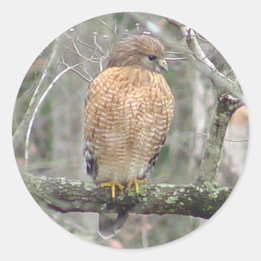 Red Tailing Hawk Stickers (Vorderseite)