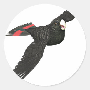 Red Tails Black Cockatoo Runder Aufkleber