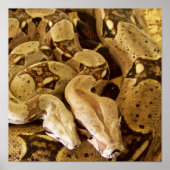 Red Tails Boas Poster (Vorne)