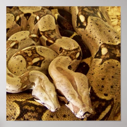 Red Tails Boas Poster (Vorne)