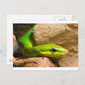 Red Tails Racer Postkarte (Vorne/Hinten)