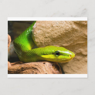 Red Tails Racer Postkarte