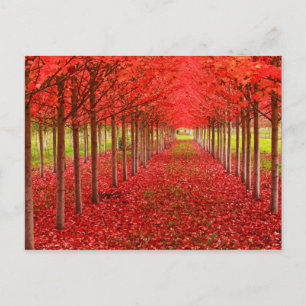 Red Teppich und Sky Postkarte