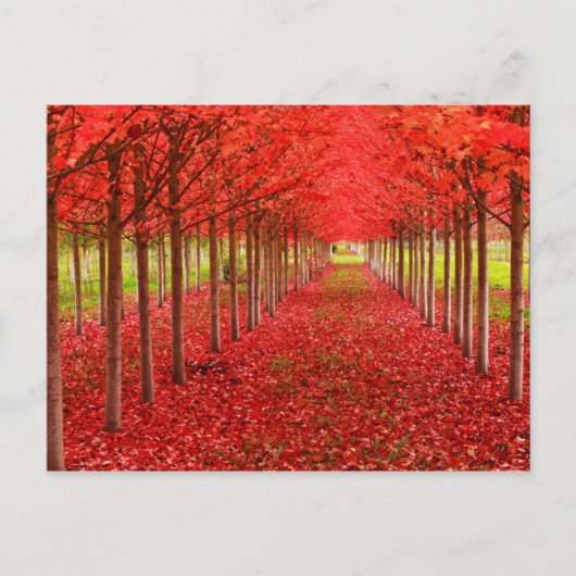 Red Teppich und Sky Postkarte (Vorderseite)