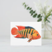 Red Terror Cichlid Postkarte (Stehend Vorderseite)