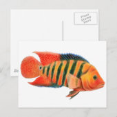 Red Terror Cichlid Postkarte (Vorne/Hinten)