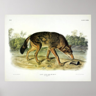 Red Texan Wolf (Canis Lupus var. Rufus) von Audubo Poster