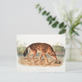 Red Texan Wolf von John Woodhouse Audubon Postkarte (Stehend Vorderseite)