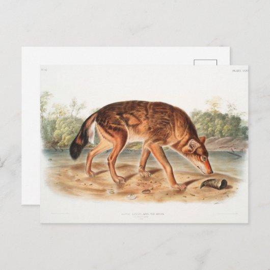 Red Texan Wolf von John Woodhouse Audubon Postkarte (Vorne/Hinten)