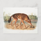Red Texan Wolf von John Woodhouse Audubon Postkarte (Vorderseite)