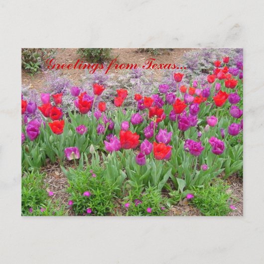 RED TeXaS Grüße Postkarte (Vorderseite)