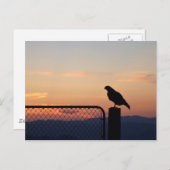 Red Tged Hawk at Sunset, Humboldt Landkreis, CA Postkarte (Vorne/Hinten)