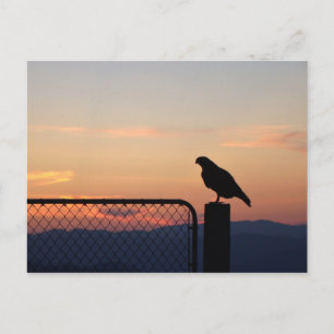 Red Tged Hawk at Sunset, Humboldt Landkreis, CA Postkarte