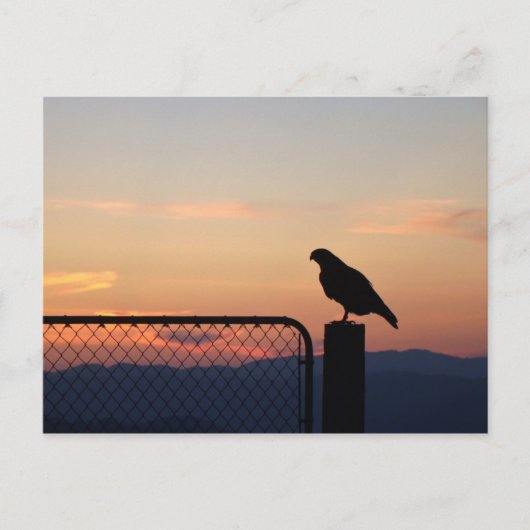 Red Tged Hawk at Sunset, Humboldt Landkreis, CA Postkarte (Vorderseite)