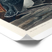 Red Throated Diver by Audubon Poster (Ecke)
