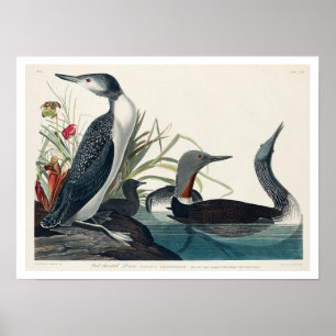 Red Throated Diver by Audubon Poster