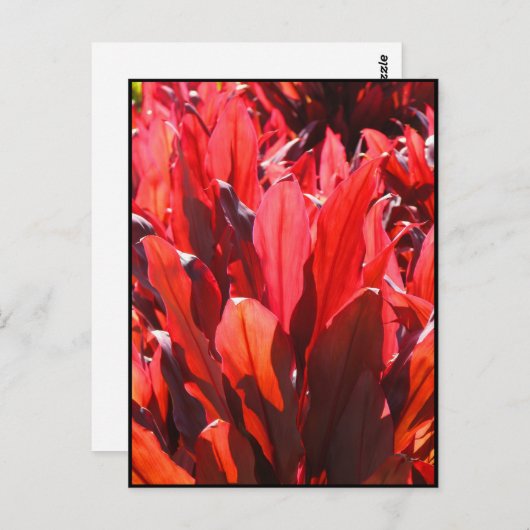 Red Ti Postkarte (Vorne/Hinten)