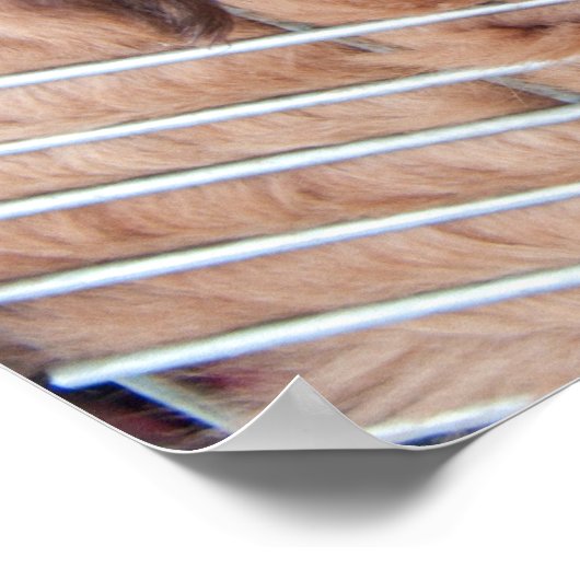 Red Tibetan Mastiff Poster (Ecke)