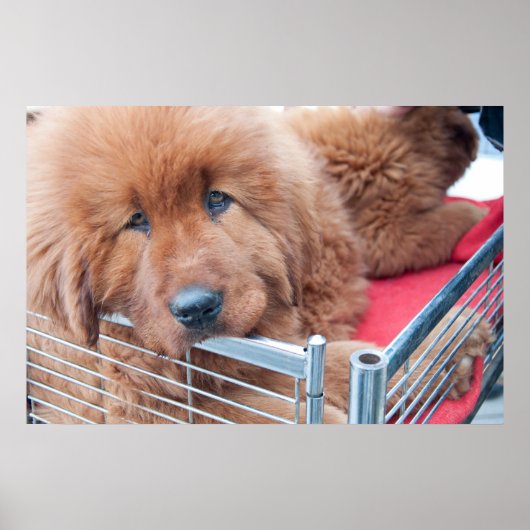 Red Tibetan Mastiff Poster (Vorne)