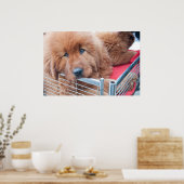 Red Tibetan Mastiff Poster (Küche)