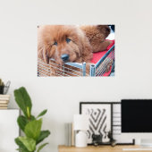 Red Tibetan Mastiff Poster (Heimbüro)