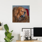 Red Tibetan Mastiff Poster (Heimbüro)