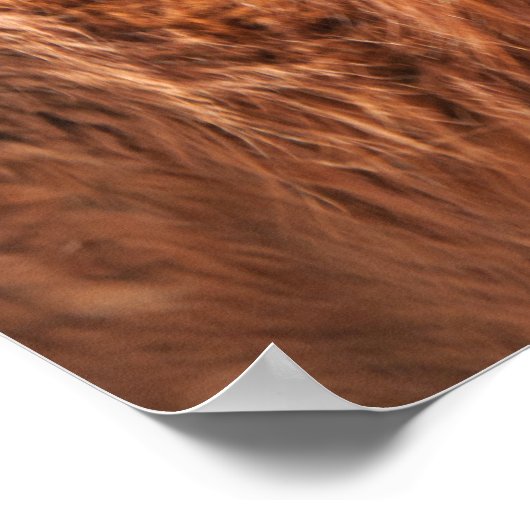 Red Tibetan Mastiff Poster (Ecke)