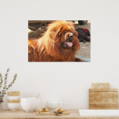 Red Tibetan Mastiff Poster (Küche)
