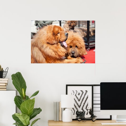 Red Tibetan Mastiff Poster (Heimbüro)
